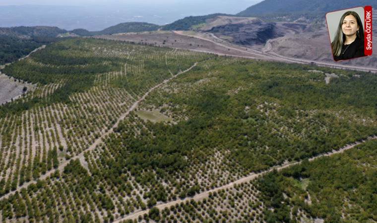 Koza’ya Giresun için onay... Tarım arazisinde altın arayacaklar
