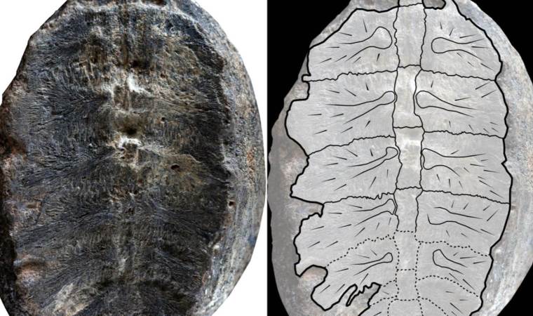 132 milyon yıllık keşfin sırrı çözüldü