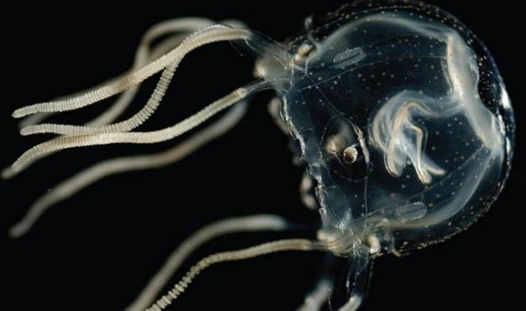 Beyni olmayan denizanası hatalarından ders çıkartıyor