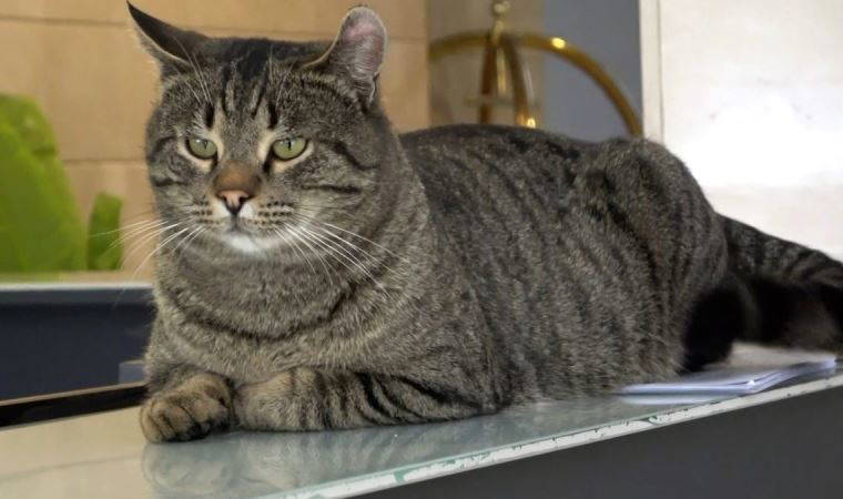 Unutulan kedi otelin maskotu oldu