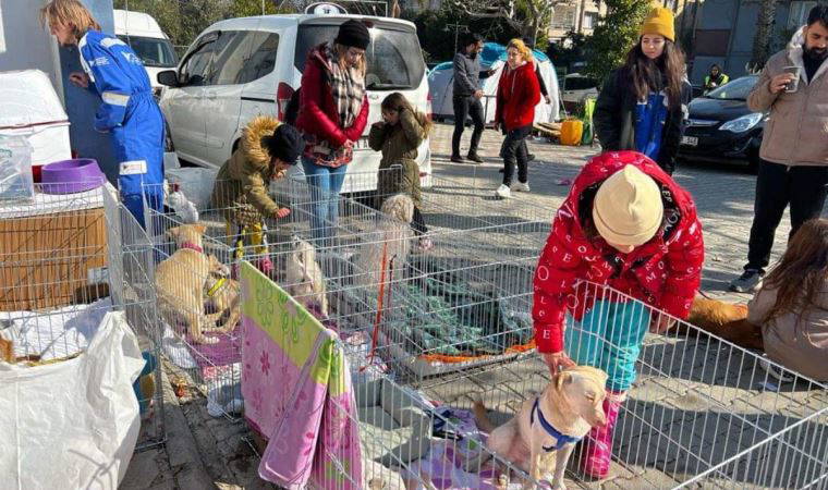 Enkazdan çıkarılan hayvanlar için sahra çadırı kuruldu