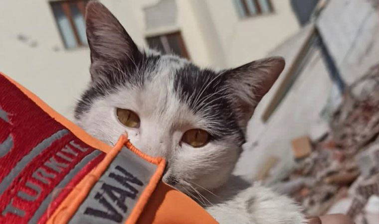 Van AFAD ekipleri enkaz altında sıkışan kediyi kurtardı