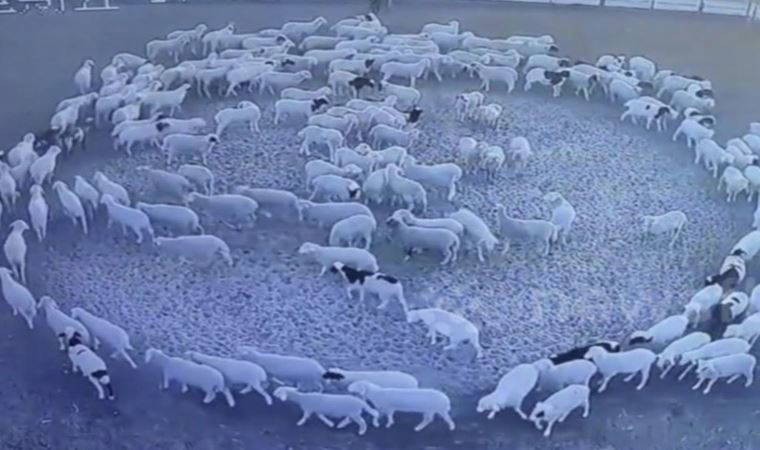 Çin'deki 'durmadan dönen' koyunların gizemi çözüldü: '12 gün boyunca yürüdüler...'