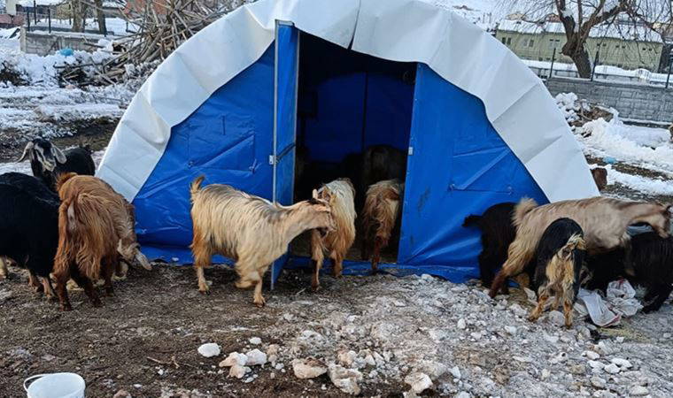 Deprem bölgesinde hayvanlar tehlikede, fırsatçılar 30 bin liralık hayvanı 3 bin liraya alıyor