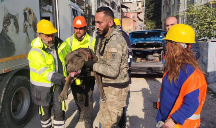İzmir ekipleri deprem bölgesinde 126 köpek, 101 kedi kurtardı