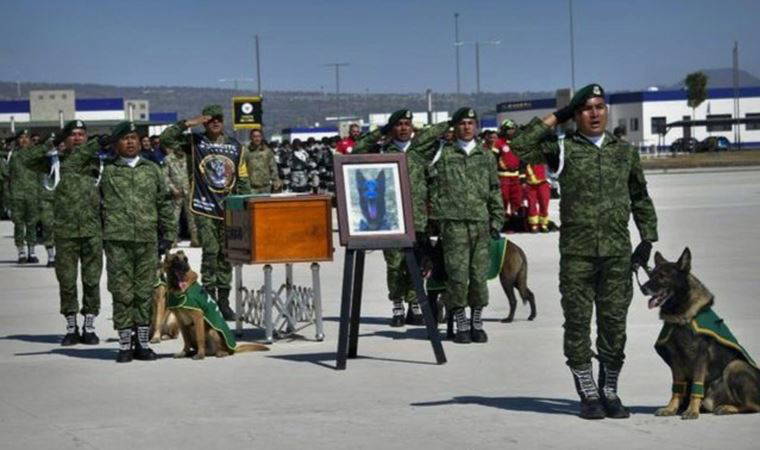 Türkiye'de arama kurtarma çalışmaları sırasında ölen Proteo için Meksika'da tören düzenlendi