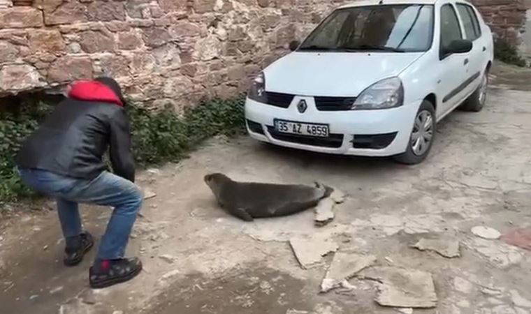Yolunu şaşıran fok Ayvalık sokaklarında gezdi