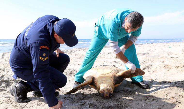 Tekirdağ sahilinde ölü caretta caretta bulundu