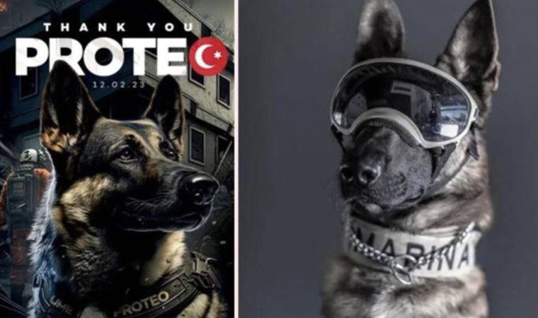 Arama kurtarma köpeği Proteo'nun Sarıyer'e heykeli dikilecek