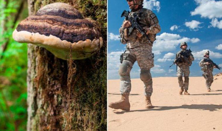 Kav mantarının, tıbbi ve endüstriyel ürünlerde kullanılabileceği keşfedildi