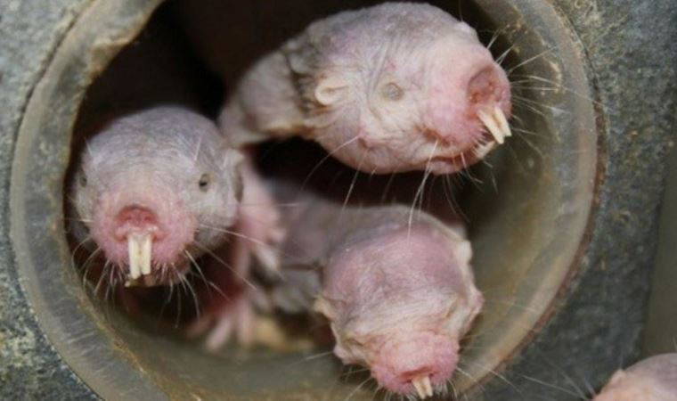 Kansere karşı bağışıklık sağlamıştı...