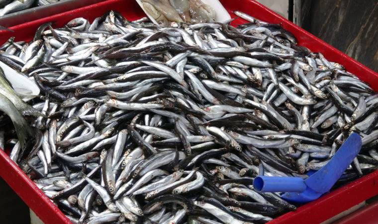 Yasakların ardından irileşen hamsinin kilosunda yüzde yüz artış