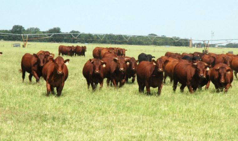 ABD'de yüzlerce 'saldırgan' sığır itlaf edilecek