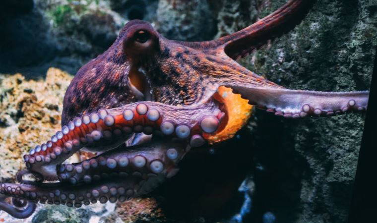 Ahtapotların kanı neden mavidir?