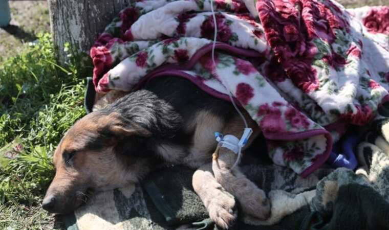 Hatay'da bir köpek 55 saat sonra enkazdan kurtarıldı