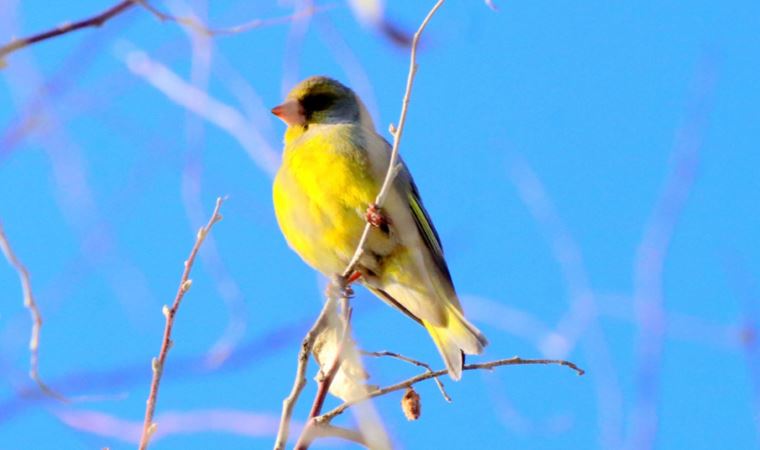 Türkiye'de görülen 491 kuş türünden 298'i Burdur'da