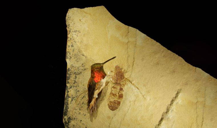 Kuş büyüklüğünde 'etobur' karıncaların kalıntıları bulundu