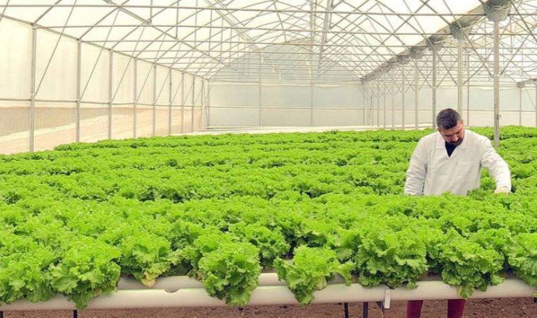 Bodrum’da 'topraksız tarım' nisanda başlıyor