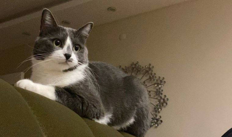 Depremde kaybolan 'Gümüş' 32 gün sonra sağ bulundu