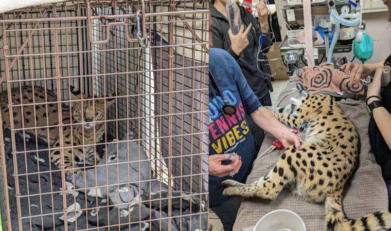 Sokakta yakalanan vahşi kedinin kokain testi pozitif çıktı