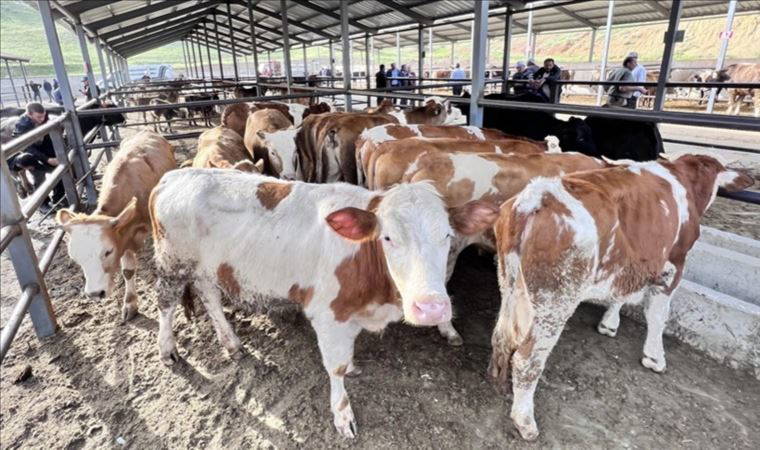 Erzincan'da şap hastalığı alarmı: Hayvan pazarları kapatıldı
