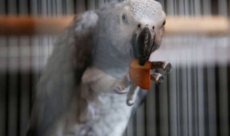 Küfürbaz papağanın televizyon izlemesi yasaklandı