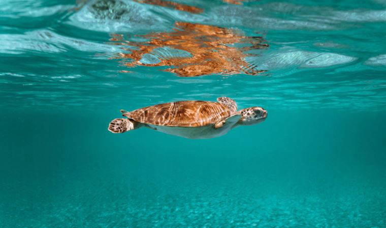 'Üçlü stres faktörü' bağışıklıktan üremeye kadar deniz canlılarını etkiliyor