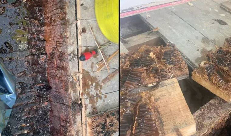 Evleri dev arı kovanına dönüştü