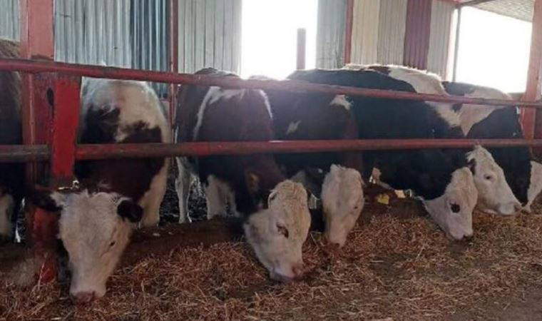 Türkiye Şap Enstitüsü Müdür Vekili Ertan Ağtürk'ten aşılama açıklaması