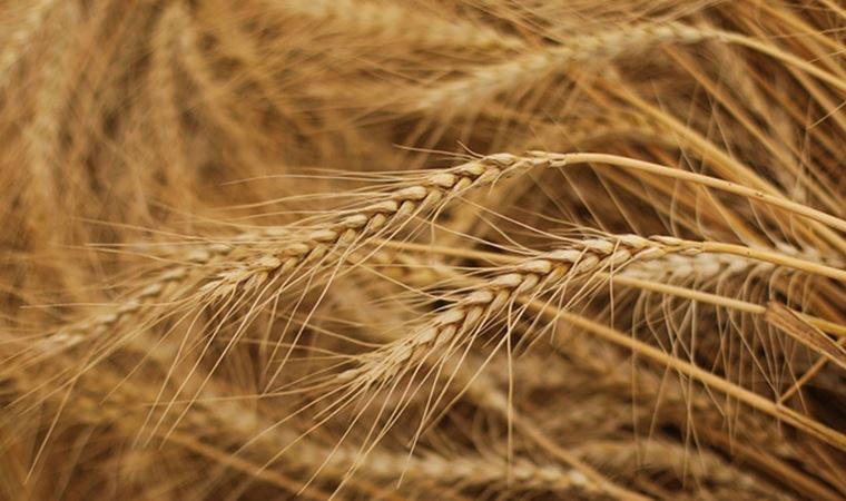 Kremlin: Tahıl Anlaşması'nın uzatılması Rusya tarafından bir iyi niyet jesti