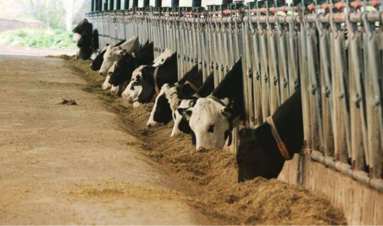 Muğla’da SAT-2 tipi şap virüsü paniği!