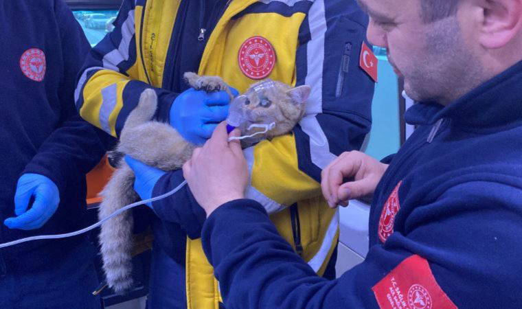 Yangında mahsur kalan kadın ve kedisi kurtarıldı; maske takılan kediye oksijen verildi