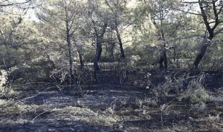 Manisa'da orman yangını çıkaran 3 kişi yakalandı