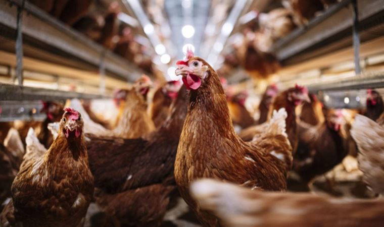 Hollanda’da kuş gribi aşısı denemesi başarılı oldu