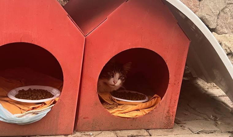 Kadıköy'de mahalleliyi ayağa kaldıran toplu kedi ölümleri: Büyük bir katliam