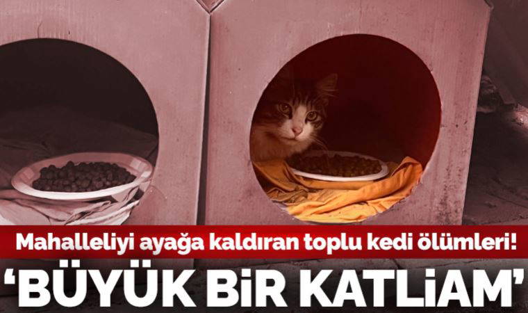 Kadıköy'de mahalleliyi ayağa kaldıran toplu kedi ölümleri: Büyük bir katliam