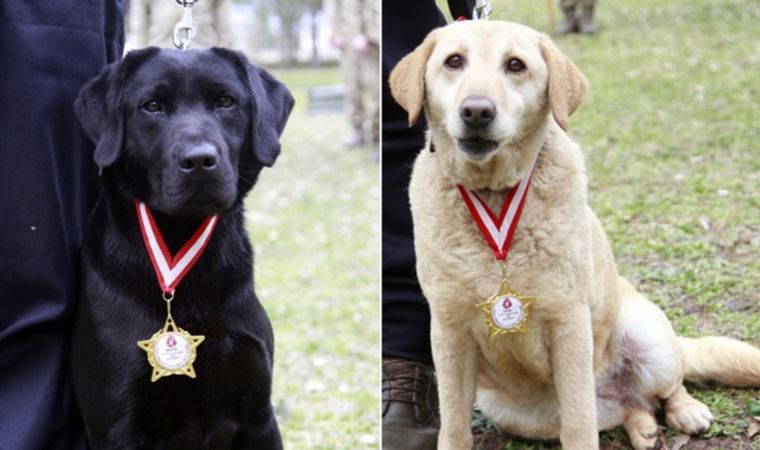 78 kişiyi kurtardılar: Arama kurtarma köpeklerine madalya verildi