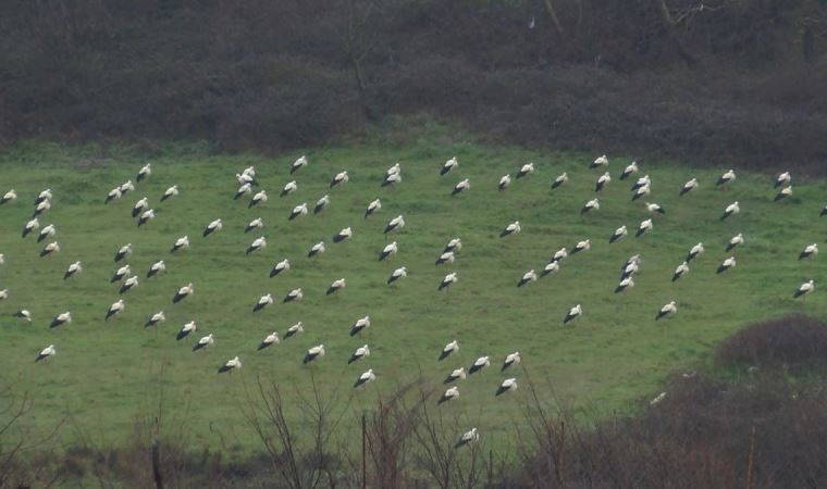 Baharın müjdecisi leylekler Arnavutköy'de mola verdi