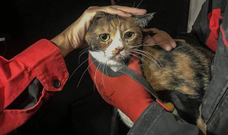 Depremzede ev hayvanlar için genelge: '72 saat süre...'