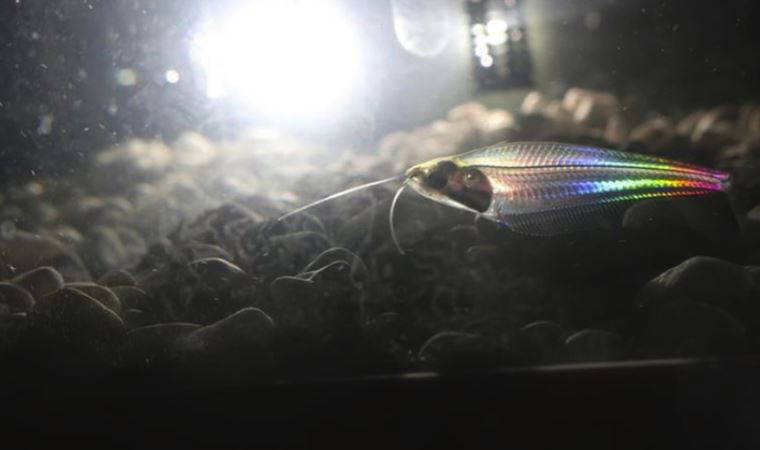 Cam gibi şeffaf olan balıkların gizemi çözüldü