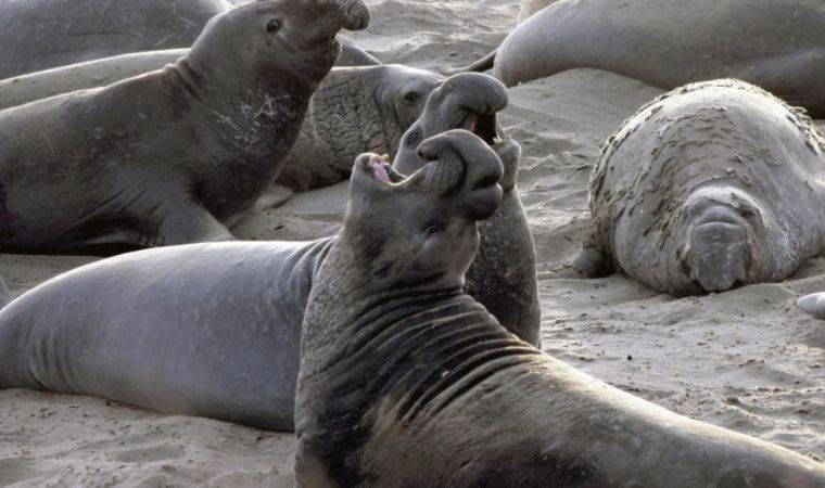 Araştırma: 'Çok eşlilikte aşırıya kaçmak' deniz fillerine erken ölüm getiriyor