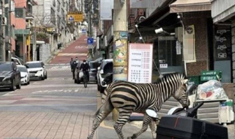 Güney Kore'de hayvanat bahçesinden kaçan zebra saatlerce Seul sokaklarında dolaştı