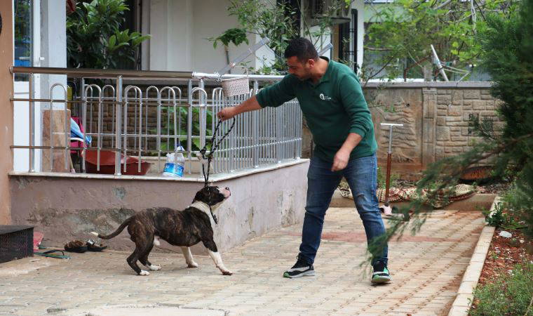 Apartmanda 4 saat 'pitbull' esareti