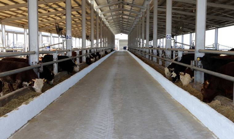 Şap hastalığında ‘kuşlara’ dikkat