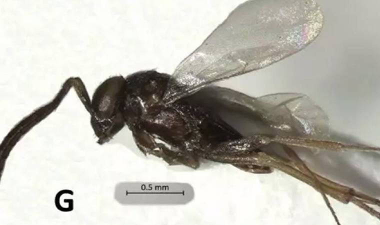 Aydın'da yeni bir böcek türü bulundu