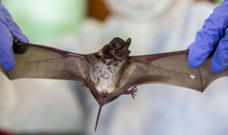 'Sadece birkaç mutasyon kaldı...'