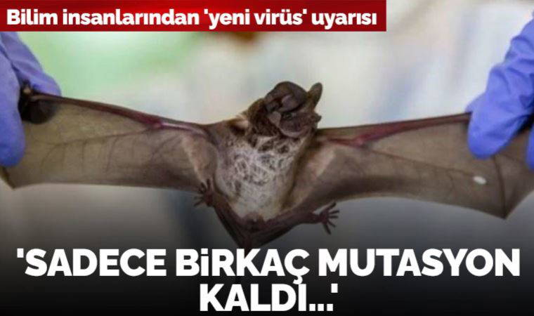 İngiltere'deki yarasalarda Covid-19 benzeri bir virüs tespit edildi