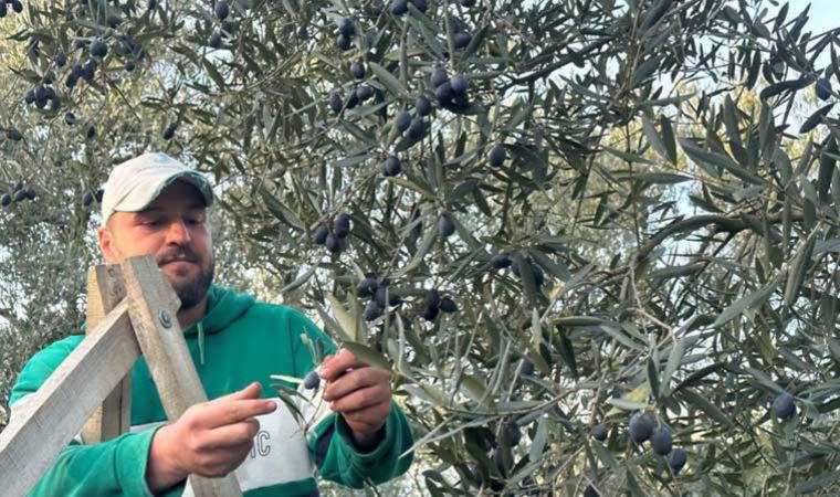 Bursalı çiftçi kasım ayında hasadını yapması gereken zeytinleri ilkbaharda topladı