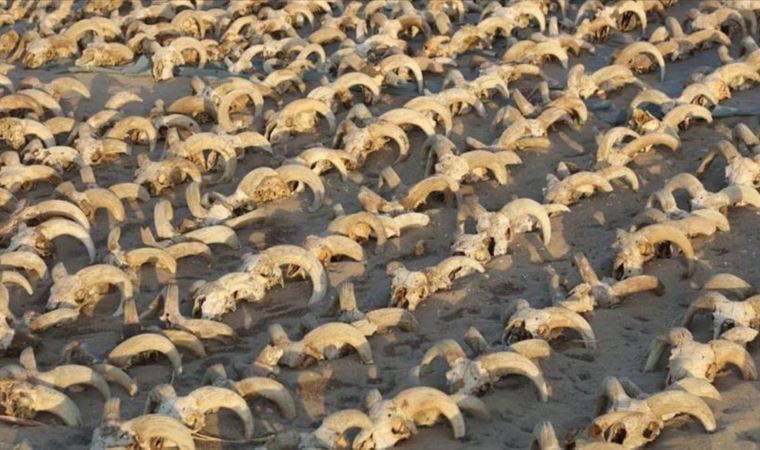 Mısır'daki bir tapınakta 2 binden fazla mumyalanmış koç başı keşfedildi