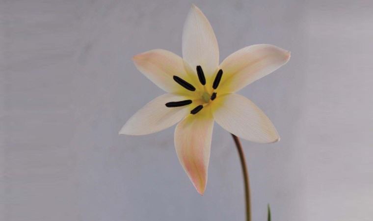 "Bornova lalesi" yeniden toprakla buluşturuluyor